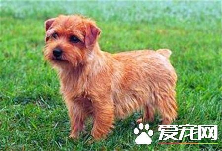 罗福梗的生活习性 罗福梗活泼而讨人喜欢