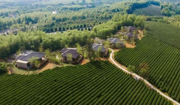 开元芳草地乡村酒店正式发布 茶园竹海中尽享慢生活 