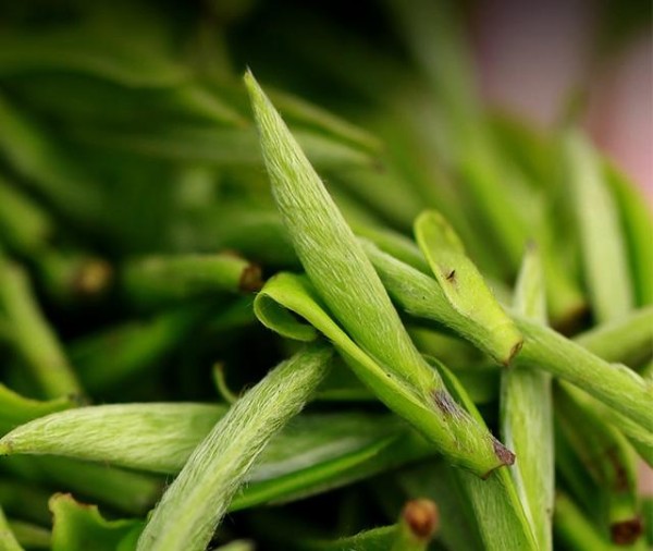 最好的休闲方式是喝茶 一杯白茶让你感受生活的惬意