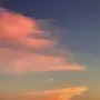 李子橱