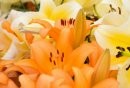 佛山年花年桔选购指南(附地点)