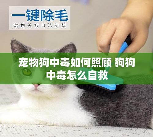 宠物狗中毒如何照顾 狗狗中毒怎么自救