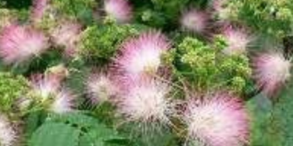 泰安种植园林绿化适合生活,园林绿化