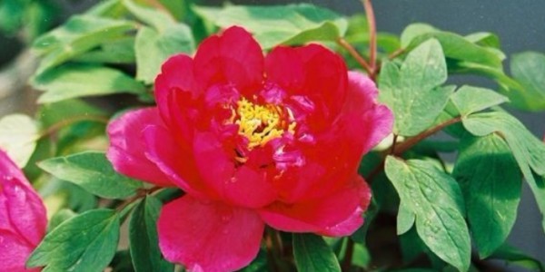 泰安种植园林绿化适合生活,园林绿化