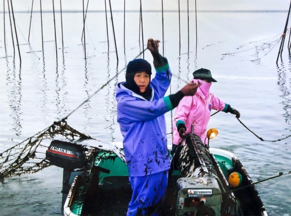 有明海的海苔养殖（nippon.com日本网）