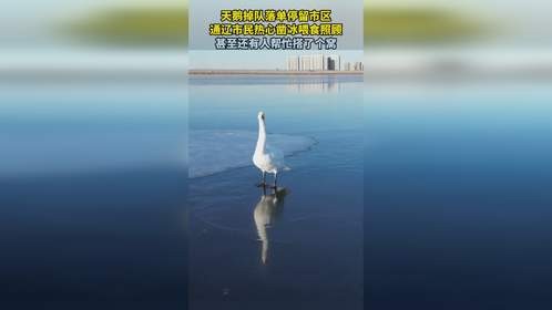 天鹅掉队落单停留市区，通辽市民热心凿冰喂食照顾 甚至还有人帮忙搭了个窝。