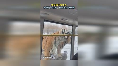 哈尔滨不养闲人，就算是东北虎，都得出来擦玻璃。