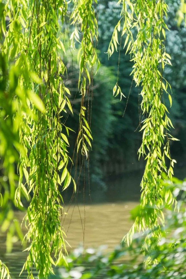 柳条家在线，编织智慧与生活的数字纽带连接未来