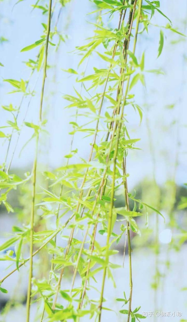 柳条家在线，编织智慧与生活的数字纽带连接未来
