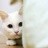 猫一只