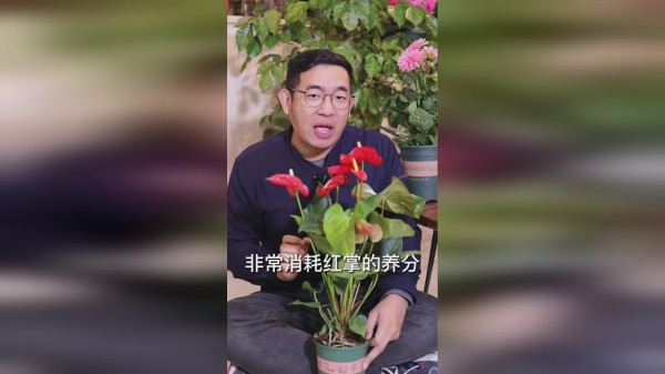 养红掌怎么修剪？