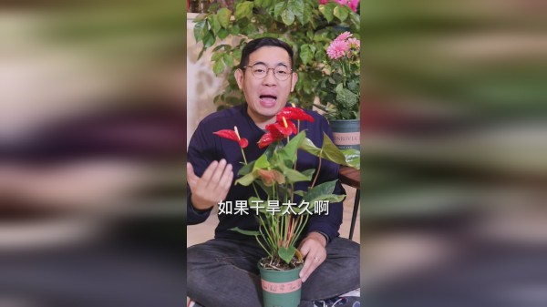 养红掌怎么浇水才正确？