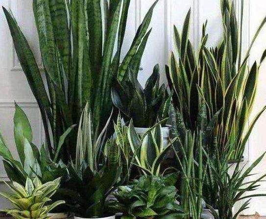家里光线不好，5种绿植最合适，特别耐阴又好养，15天就爆盆