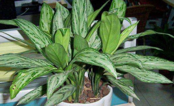 家里光线不好，5种绿植最合适，特别耐阴又好养，15天就爆盆