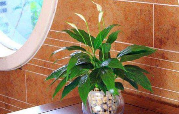 家里光线不好，5种绿植最合适，特别耐阴又好养，15天就爆盆