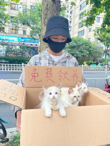 猫猫找领养
