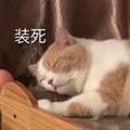 https://img.yuejiaxmz.com/upload/2024/1220/20241220151830_0_uvs5bu8.jpg