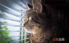 猫咪黑下巴是什么菌 猫咪黑下巴是什么