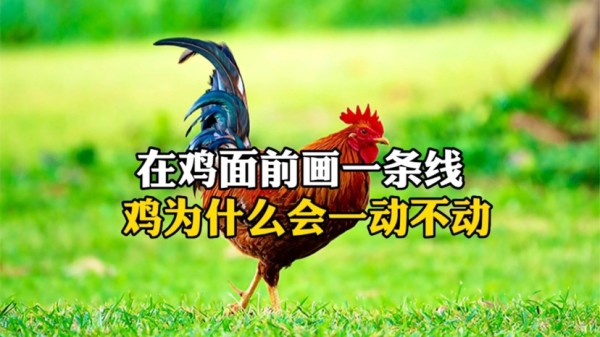 在鸡面前画一条线，鸡为什么会一动不动