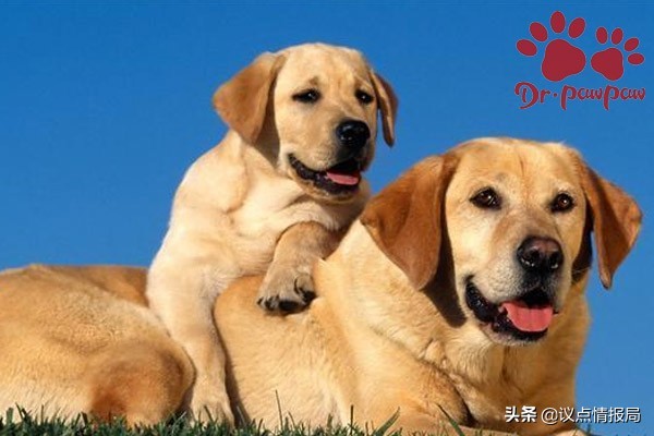 威洛特：狗狗生产过程的注意事项，产后照顾如何照顾 
