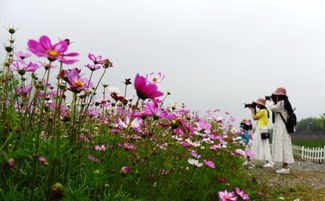 格桑花种植方法图文