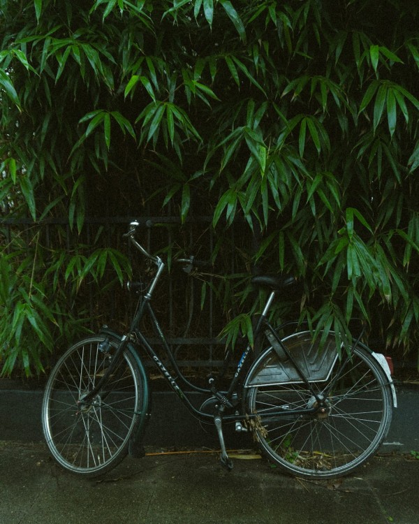 城市绿地
