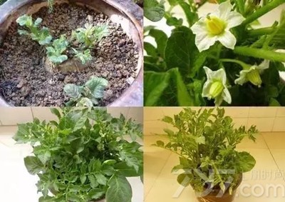 创意diy盆栽植物手工制作，快让家里绿起来！（3）