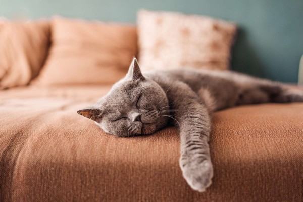 Sofa hair cleaning