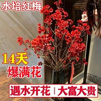 水盆红梅 10支【不含盆】