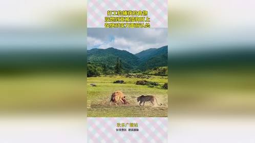打工豹捕获的食物，没想到竟被猎狗盯上，在绝对实力面前认怂！