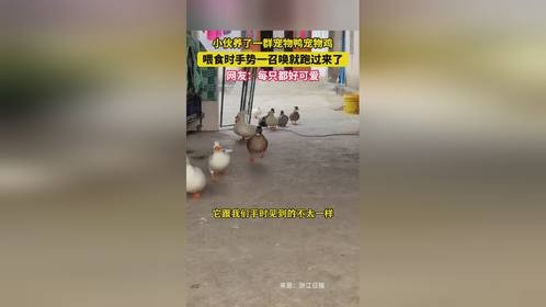 小伙养了一群宠物鸭宠物鸡，喂食时手势一召唤就跑过来了