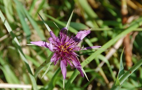 salsify