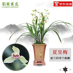 劉閣蘭花 兰花苗 四季兰梅瓣 夏皇梅 现带花苞出售兰草室内绿植花卉盆栽 2苗连体裸根带花