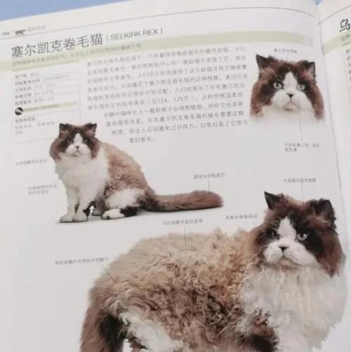 以塞尔凯克卷毛猫的饲养方法（如何养护这种可爱的宠物）