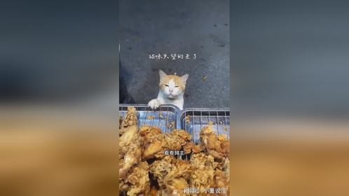 猫咪失望的离去了