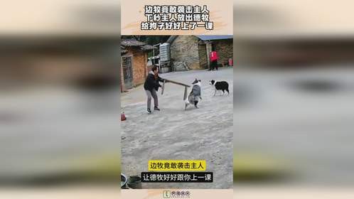 边牧竟敢袭击主人，下秒主人放出德牧，给狗子好好上了一课！