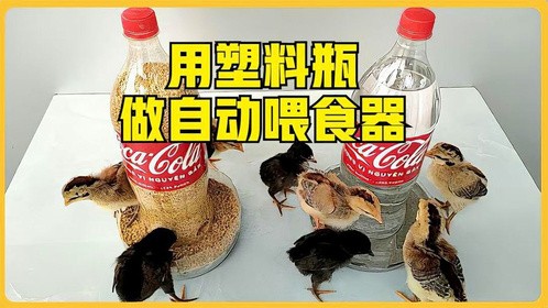 用塑料瓶给小鸡做一个自动喂食器，完全的解放双手