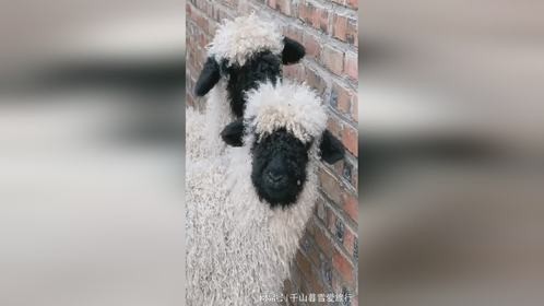 农户晒出自家小羊羔，整整齐齐“咩咩”叫
