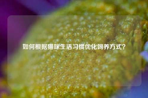 如何根据猫咪生活习惯优化饲养方式？