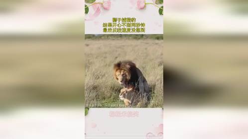 狮子捕猎豹，结果开心不到两秒钟，最后反咬速度没想到