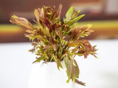 香椿可以吃到什么季节 四月份适合吃什么蔬菜