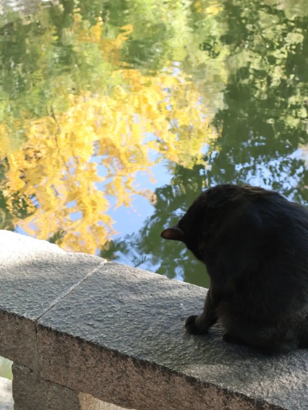 △西园寺的猫咪看起来都油光水滑的，手里没有猫条根本不会理人。（图源/作者）