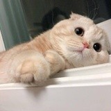 小花