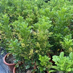 萌肉居 米兰花居家办公清香四季可种植室内花驱蚊绿植/米兰小苗不含盆