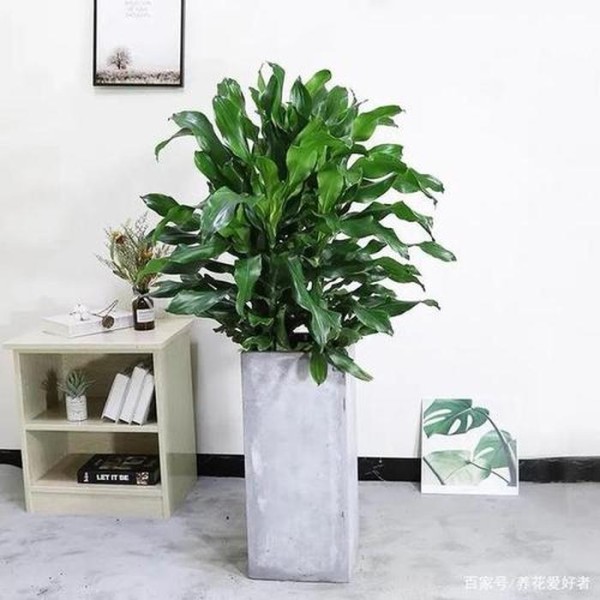 居家绿植种哪种好，家养植物推荐