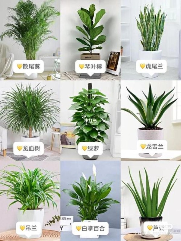 居家绿植种哪种好，家养植物推荐