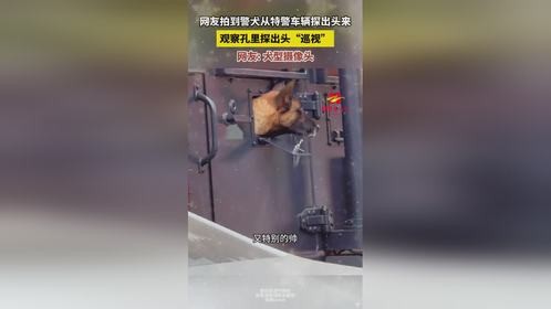 警犬从特警车辆探出头来巡视