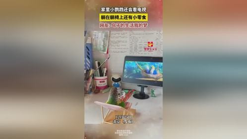 家里小鹦鹉会看电视，鸟子的生活我的梦