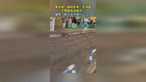 重庆版“猫和老鼠”名场面，不愧是旅游城市！猫咪：刚过去的是什么？？