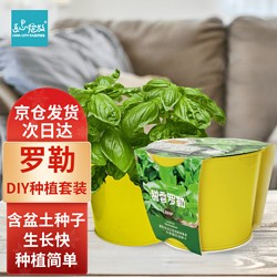 Bloom Life 匠心绽放 IAM City Farmer罗勒DIY植物种植趣味盆栽厨房香料种子四季种植儿童种植好种易活